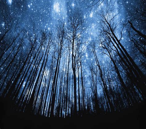 Forest Stars Wallpapers - 4k, HD Forest Stars Backgrounds on WallpaperBat