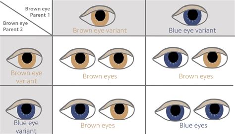 Polygenic Traits Eye Color