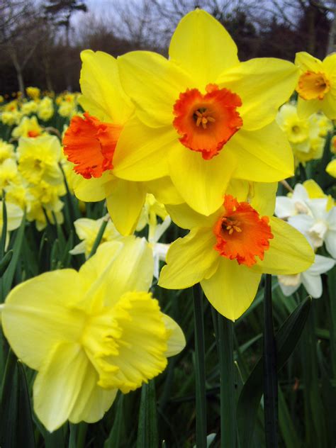 Daffodils Free Stock Photo - Public Domain Pictures