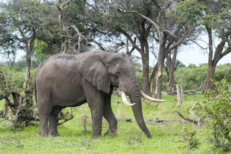 A Bull Elephant with Massive Tusks Stock Image - Image of mammal ...