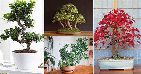 Best Indoor Bonsai Trees and How to Care for Them!