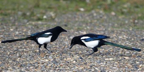 two magpies - Yahoo Image Search results | Magpie, Yahoo images, Image ...