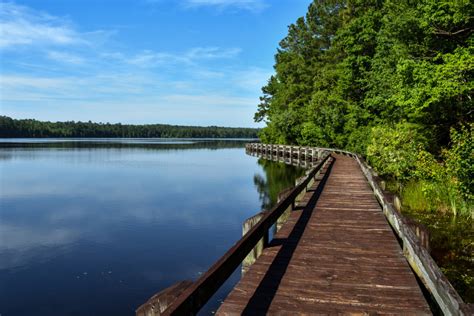 Cheraw State Park Trails: Boardwalk, Turkey Oak, and Nature - Steph Purk