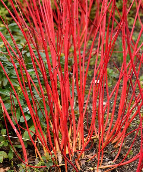 Types of red twig dogwood: 11 eye-catching varieties | Gardeningetc