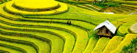 Where to find rice terraces in Vietnam | InsideAsia Blog