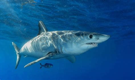 Are Mako Sharks Dangerous Or Aggressive? - A-Z Animals