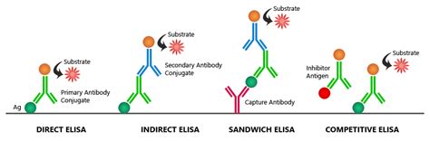 Tipos de ELISA | Inmunologia, Bioquímica, Frases libros