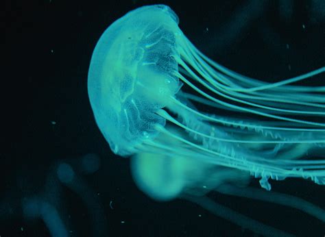 Bioluminescent Animals