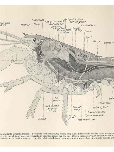 "Vintage Lobster Anatomy Diagram (1911)" A-Line Dress by BravuraMedia ...