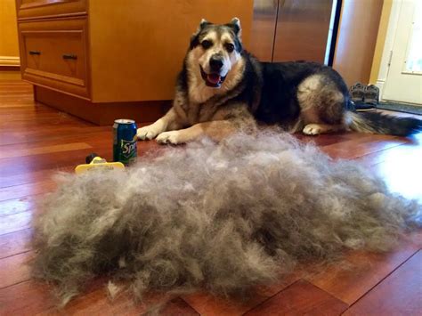 How to Stop Dog Shedding Short Hair | Glamorous Dogs