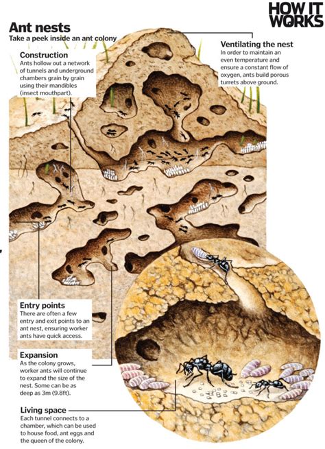 How do ants construct their nests? - Gonooon