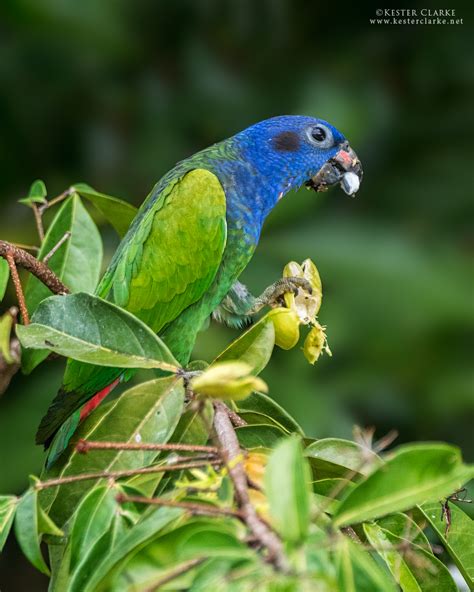 Blue-headed Parrot - Kester Clarke Wildlife Photography