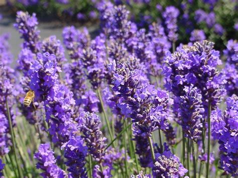 Medicinal Plant Lavender - Medicinal Plant