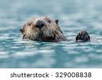 Otter Free Stock Photo - Public Domain Pictures