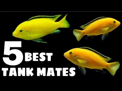 Most Suitable Tank Mates For Electric Yellow Cichlid - YouTube