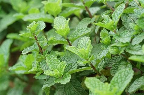 How To Grow And Take Care Of A Strawberry Mint Plant