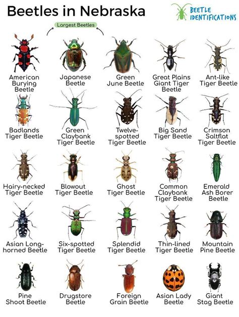 Types of Beetles in Nebraska with Pictures