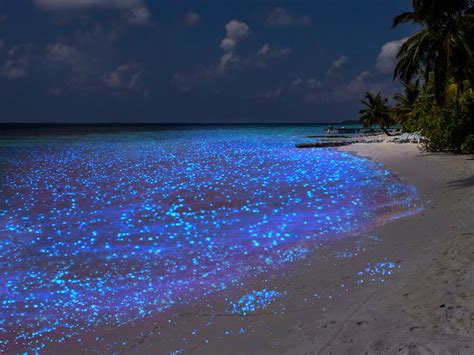 Visit Amazing Places | Sea of Stars, Vaadhoo Island Maldives — Steemit