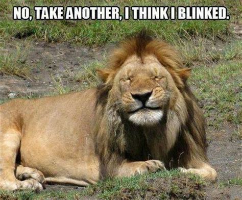 Attack Of The Funny Animals - 24 Pics Animal Captions, Funny Animal ...