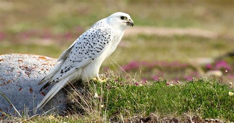 Photos and Videos for Gyrfalcon, All About Birds, Cornell Lab of ...