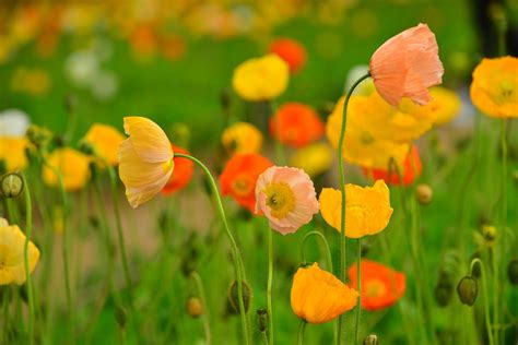 Iceland Poppy Care - How To Grow An Iceland Poppy Flower | Картинки