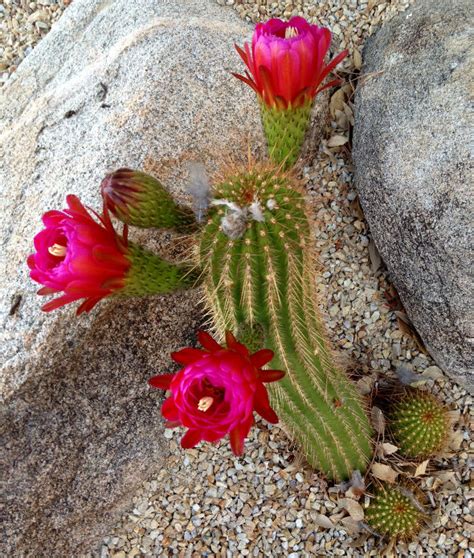 Arizona cactus flowers bloom | Politics in the Zeros