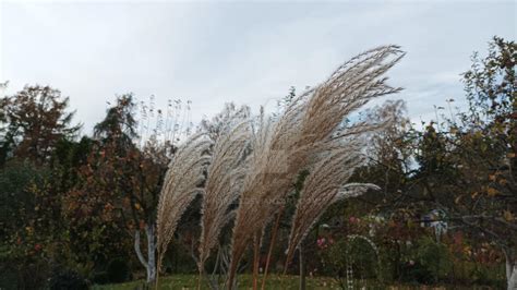 Chinese Silver Grass 01 by kicia555 on DeviantArt