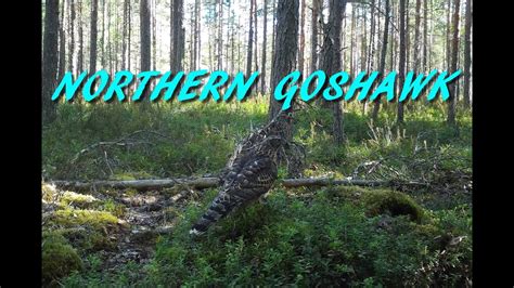 Northern Goshawk - YouTube