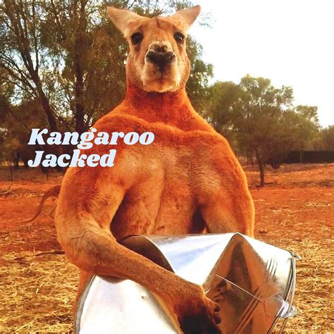 Kangaroo Jacked