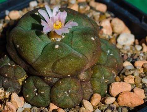 Stan's Cacti & Other Succulents: Flowering Peyote