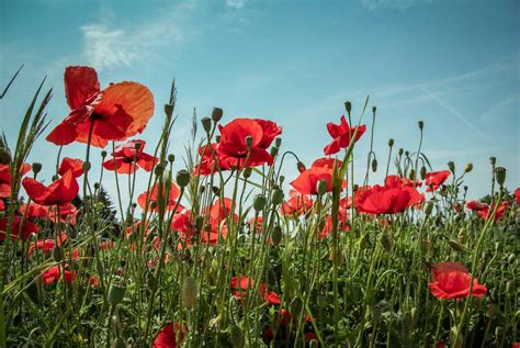 Flander's Field Poppies