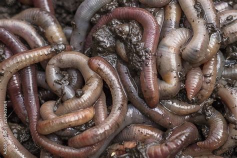 Earthworm, close-up. Background, texture Stock Photo | Adobe Stock