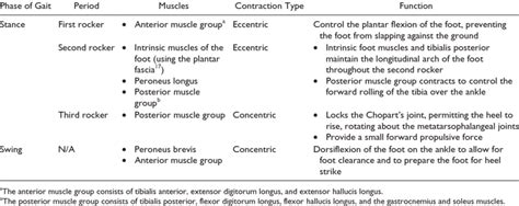 Muscles Used During the Gait Cycle. | Download Table