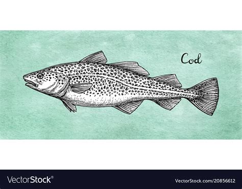 Ink sketch of cod fish Royalty Free Vector Image