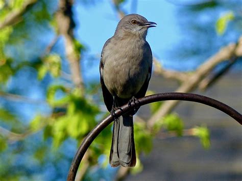 Singing Mockingbird | Northern Mockingbird (Mimus polyglotto… | Flickr