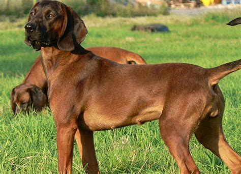 Bavarian Mountain Hound | Dog Breeds Facts, Advice & Pictures ...