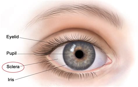 Learn the world: The mammalian eye 1