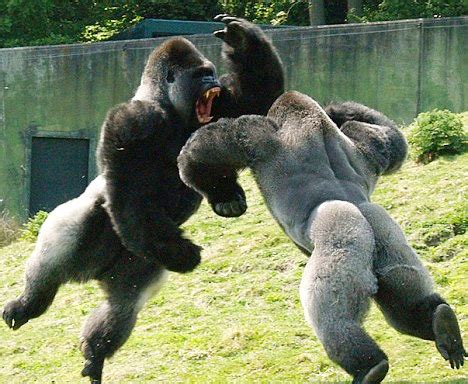 100 Silverback Gorillas vs. Top 100 UFC Fighters | IGN Boards