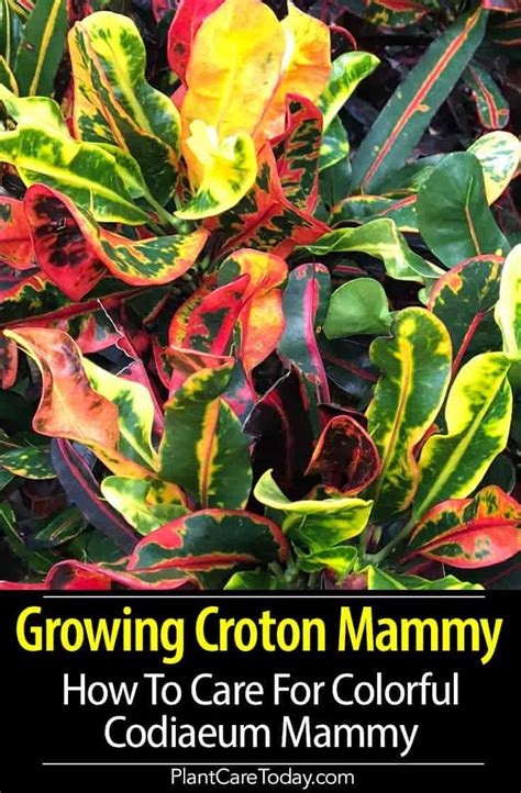 Growing Croton Mammy: How To Care For Colorful Codiaeum Mammy