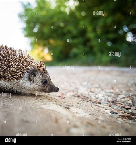 Baby European Hedgehog (Erinaceus europaeus Stock Photo - Alamy