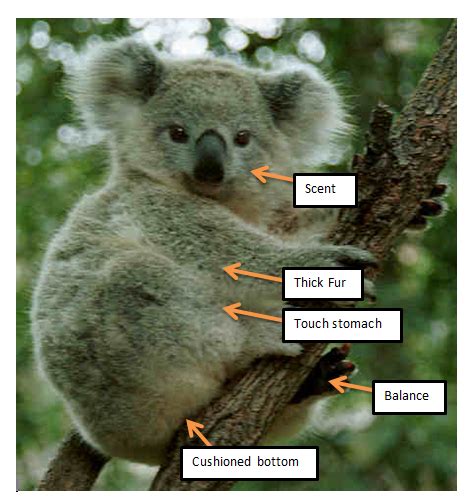 Koala - Adaptation Assignment