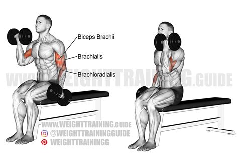 Seated alternating dumbbell curl exercise instructions and video