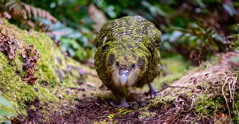 New Zealand's quirky kākāpō are pulled back from the edge of extinction | Natural History Museum