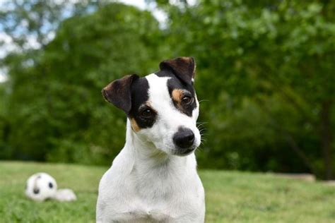 Terrier Training: How Easy Is It to Train a Terrier? - Iconic Paw