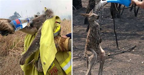 29 Pics Of Animals Who Have Been Saved From Australia's Wildfires