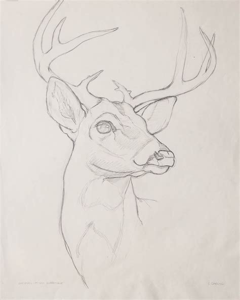 Pencil Drawing Of A Deer