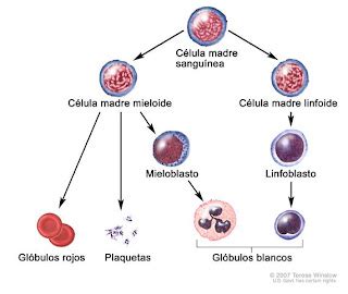 Células Madre y Bioética: octubre 2009