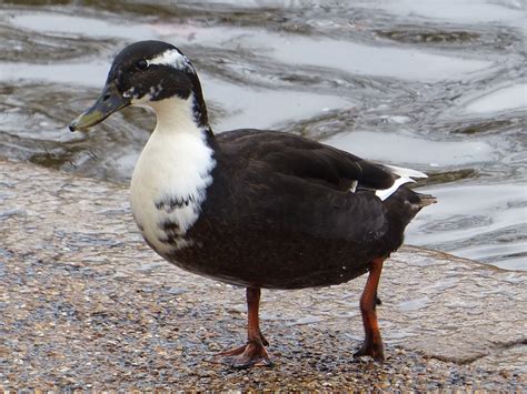 Kensington Gardens and Hyde Park birds