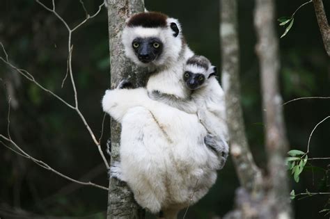 Madagascar-Wildlife-Tours-Itinerary-6_sifaka family - Reef and ...