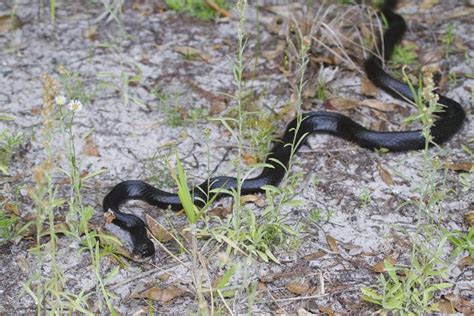 Fisheating Creek - Wildlife | FWC